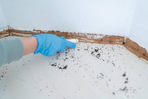Best Wasp Removal Services  in Lockney, TX